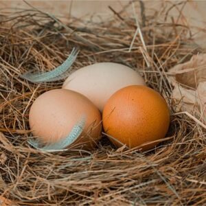 Most Amazing Eggs Ever Made by Amazing Chickens